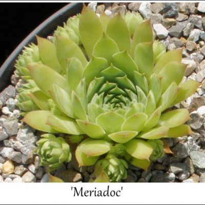 Meriadoc