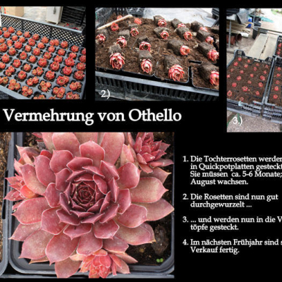 Othello 2