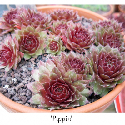 Pippin