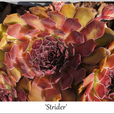 Strider