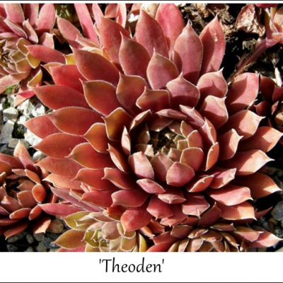 Theoden