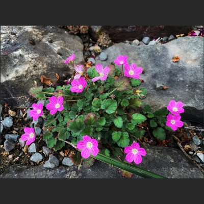 Reihersschnabel  Erodium variable