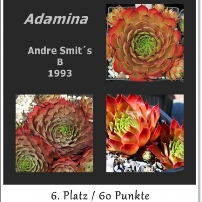 Adamina