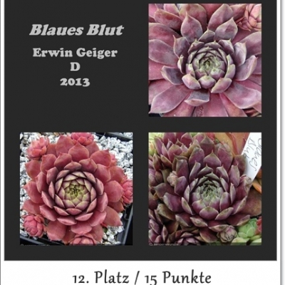 Blaues Blut