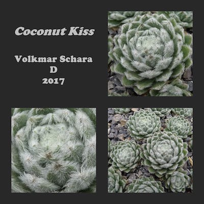 Coconut Kiss