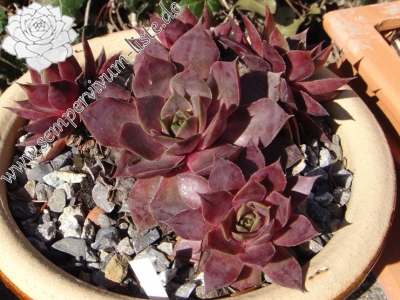 Atroviolaceum