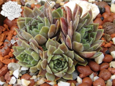 S. marmoreum erythraeum