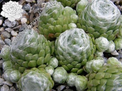 Clärchen