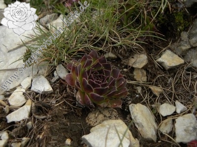 heuffelii glabrum Titelbild