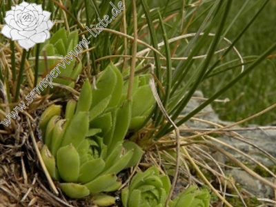Titelbild tectorum