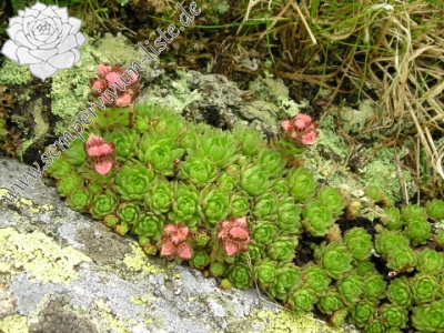Reisebericht: Ďumbier