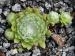 arachnoideum ssp. tomentosum from Gorges de Daluis