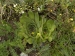 heuffelii (glabrum) from Cete