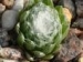arachnoideum SM 1005