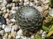ciliosum ssp. octopodes from Mali Hat