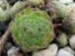 ciliosum from Rila Village