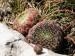 ciliosum ssp. ciliosum (galicicum) from Tepeno, Tafel