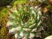 calcareum from Queyras 