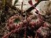 ciliosum ssp. ciliosum (galicicum) from Magaro, NO Abhang