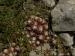 arachnoideum from Pic de les Tres Canaletes