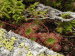 ciliosum ssp. octopodes from Stiv, Gipfel