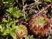 ciliosum ssp. octopodes from Stiv, N Abhang, Steinmeer