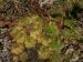 arachnoideum x S. montanum x S. tectorum from Col du Pourtalet, 1795m