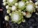 arachnoideum ssp. tomentosum from Alpes du Dauphiné