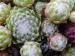 arachnoideum ssp. tomentosum from Col Bayard