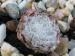 arachnoideum ssp. tomentosum (moggridgei) from Pierlas
