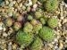 ciliosum