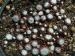 arachnoideum ssp. tomentosum from Gorges sup. du Cians