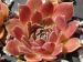 Pink Mandarin / Jovi