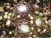 arachnoideum ssp. tomentosum (moggridgei) from La Petite Clue