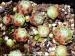 arachnoideum ssp. tomentosum from Sainte-Yvoine