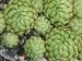 globiferum ssp. allionii from Preit