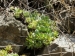 tectorum var. tectorum from Villnösstal (Straße nach Teis)