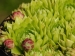 globiferum ssp. globiferum from Balcarka