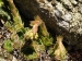 heuffelii from Kozjak, SO Abhang