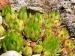 marmoreum ssp. reginae-amaliae (macedonicum)