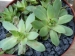 tectorum var. tectorum (glaucum)