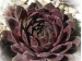 tectorum var. tectorum (vicentei)