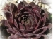 tectorum var. tectorum (vicentei)