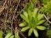 montanum ssp. carpathicum from Jalovecká dolina, Mündung