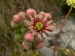 tectorum var. tectorum from Pedraforca, Abhang