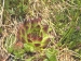 marmoreum ssp. marmoreum from Urdeni Do