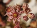 marmoreum ssp. marmoreum (dinaricum) from Veliki Troglav