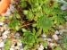 montanum ssp. heterophyllum