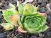 heuffelii (reginae-amaliae)