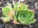 heuffelii (reginae-amaliae)